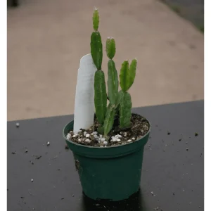 Rhipsalis Cereoides Cactus Succulent Live Plant 2 Inch Pot Indoor Outdoor - Image 4