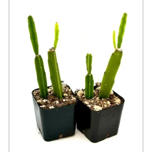 Rhipsalis Cereoides Cactus Succulent Live Plant 2 Inch Pot Indoor Outdoor - Image 5