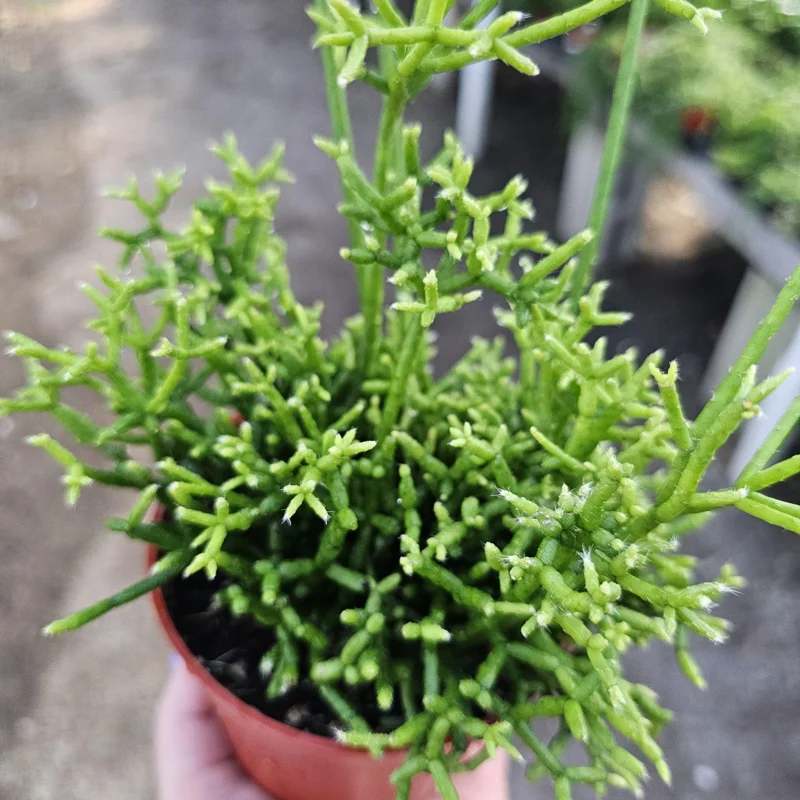 Rhipsalis Cereuscula Live Plant – Coral Cactus – 4 Inch Pot – Easy Indoor Trailing Succulent - Image 2