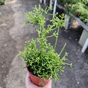 Rhipsalis Cereuscula Live Plant – Coral Cactus – 4 Inch Pot – Easy Indoor Trailing Succulent - Image 3