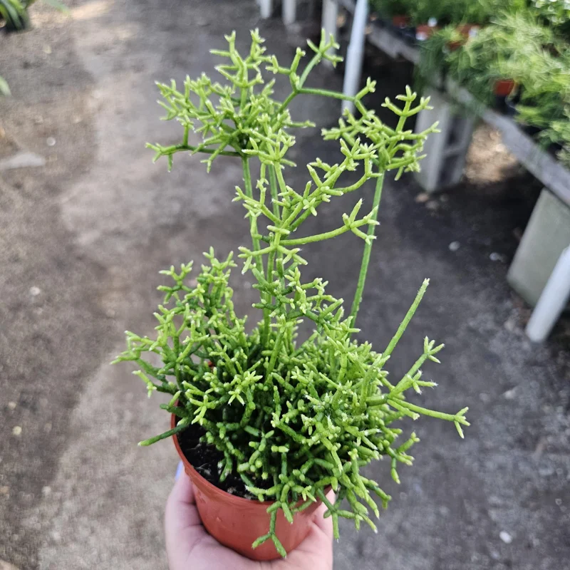 Rhipsalis Cereuscula Live Plant – Coral Cactus – 4 Inch Pot – Easy Indoor Trailing Succulent - Image 3