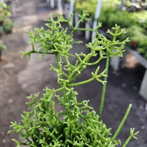Rhipsalis Cereuscula Live Plant – Coral Cactus – 4 Inch Pot – Easy Indoor Trailing Succulent - Image 4