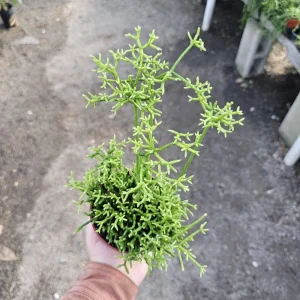 Rhipsalis Cereuscula Live Plant – Coral Cactus – 4 Inch Pot – Easy Indoor Trailing Succulent - Image 5