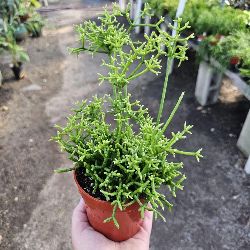 Rhipsalis Cereuscula Live Plant – Coral Cactus – 4 Inch Pot – Easy Indoor Trailing Succulent - Image 6