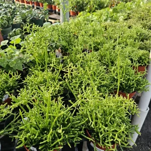 Rhipsalis Cereuscula Live Plant – Coral Cactus – 4 Inch Pot – Easy Indoor Trailing Succulent - Image 7