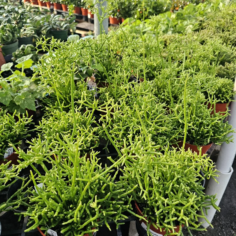 Rhipsalis Cereuscula Live Plant – Coral Cactus – 4 Inch Pot – Easy Indoor Trailing Succulent - Image 7