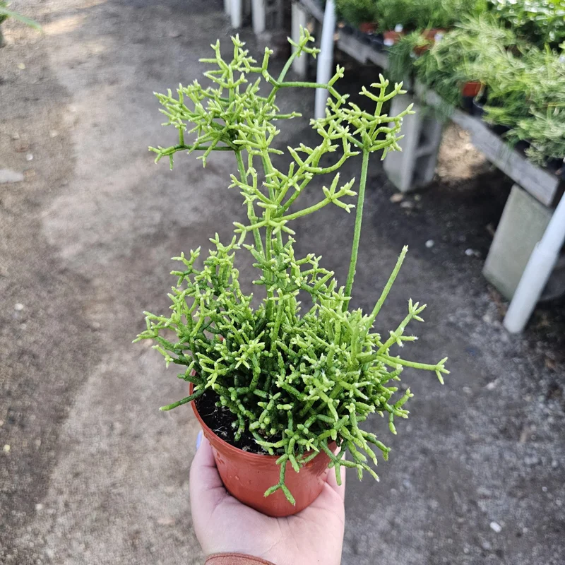 Rhipsalis Cereuscula Live Plant – Coral Cactus – 4 Inch Pot – Easy Indoor Trailing Succulent - Image 1