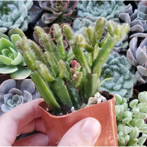 Rhipsalis Ewaldiana Succulent Live Plant – 2 Inch Pot – Indoor/Outdoor - Image 2