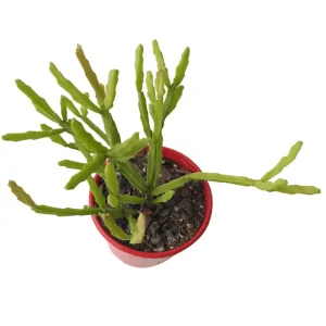 Rhipsalis Ewaldiana Succulent Live Plant – 2 Inch Pot – Indoor/Outdoor - Image 3