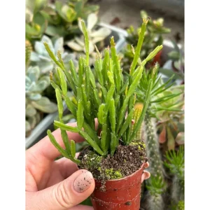 Rhipsalis Ewaldiana Succulent Live Plant – 2 Inch Pot – Indoor/Outdoor - Image 4