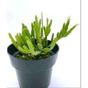 Rhipsalis Ewaldiana Succulent Live Plant – 2 Inch Pot – Indoor/Outdoor - Image 5