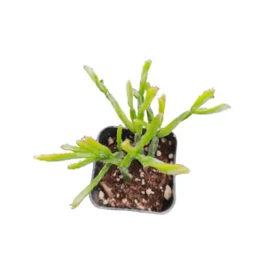Rhipsalis Ewaldiana Succulent Live Plant – 2 Inch Pot – Indoor/Outdoor - Image 6