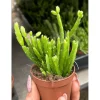 Rhipsalis Ewaldiana Succulent Live Plant – 2 Inch Pot – Indoor/Outdoor - Image 1
