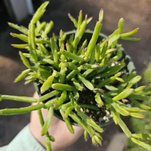 Rhipsalis Trigona Live Plant – 4 inch Pot – Rare Jungle Cactus – Pet Safe Indoor Plant - Image 2