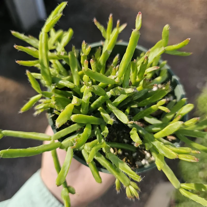 Rhipsalis Trigona Live Plant – 4 inch Pot – Rare Jungle Cactus – Pet Safe Indoor Plant - Image 2