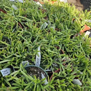 Rhipsalis Trigona Live Plant – 4 inch Pot – Rare Jungle Cactus – Pet Safe Indoor Plant - Image 3