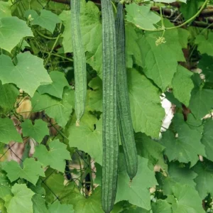 Ridge Gourd Live Plant - Luffa Vegetable Vine - 4 Inch Pot - Edible & Sponge Loofah - Image 10