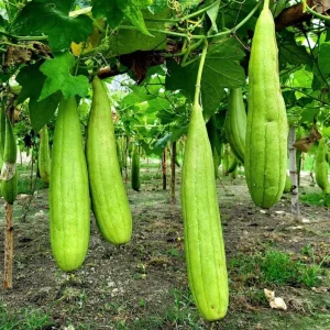 Ridge Gourd Live Plant - Luffa Vegetable Vine - 4 Inch Pot - Edible & Sponge Loofah - Image 2