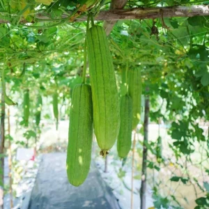 Ridge Gourd Live Plant - Luffa Vegetable Vine - 4 Inch Pot - Edible & Sponge Loofah - Image 3
