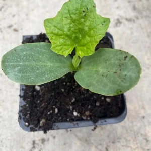 Ridge Gourd Live Plant - Luffa Vegetable Vine - 4 Inch Pot - Edible & Sponge Loofah - Image 4