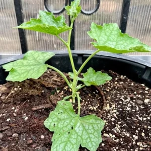 Ridge Gourd Live Plant - Luffa Vegetable Vine - 4 Inch Pot - Edible & Sponge Loofah - Image 5