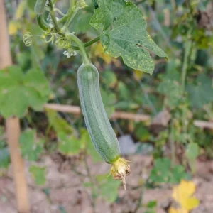 Ridge Gourd Live Plant - Luffa Vegetable Vine - 4 Inch Pot - Edible & Sponge Loofah - Image 6