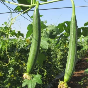 Ridge Gourd Live Plant - Luffa Vegetable Vine - 4 Inch Pot - Edible & Sponge Loofah - Image 7