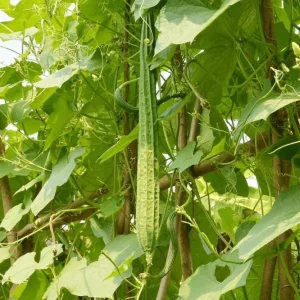 Ridge Gourd Live Plant - Luffa Vegetable Vine - 4 Inch Pot - Edible & Sponge Loofah - Image 9