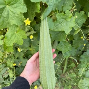 Ridge Gourd Live Plant - Luffa Vegetable Vine - 4 Inch Pot - Edible & Sponge Loofah - Image 1