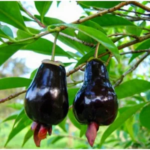 Rio Grande Cherry Tree Live Plant - 8-10 Inch Tall, Half Gallon Pot - Image 3