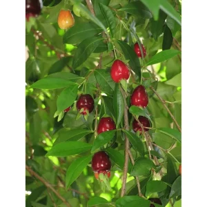 Rio Grande Cherry Tree Live Plant - 8-10 Inch Tall, Half Gallon Pot - Image 4