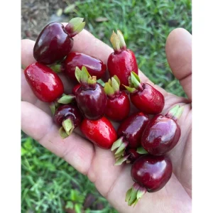 Rio Grande Cherry Tree Live Plant - 8-10 Inch Tall, Half Gallon Pot - Image 1