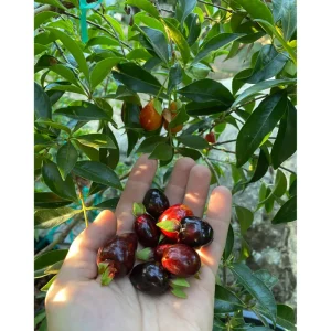 Rio Grande Cherry Tree Live Plant - 8-10 Inch Tall, Half Gallon Pot - Image 5