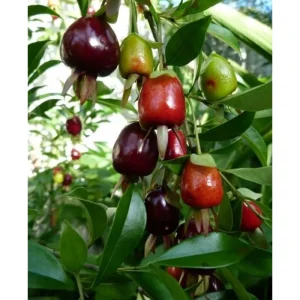 Rio Grande Cherry Tree Live Plant - 8-10 Inch Tall, Half Gallon Pot - Image 6