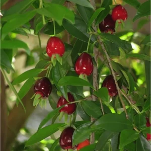 Rio Grande Cherry Tree Live Plant - 8-10 Inch Tall, Half Gallon Pot - Image 7