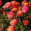 Rio Samba Rose Plant Live - Bi-Color Rose Bush, 4-6 Inch Tall, Fragrant Flowers - Image 1
