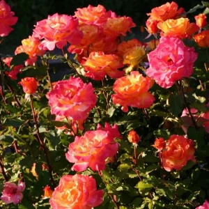 Rio Samba Rose Plant Live - Bi-Color Rose Bush, 4-6 Inch Tall, Fragrant Flowers - Image 1