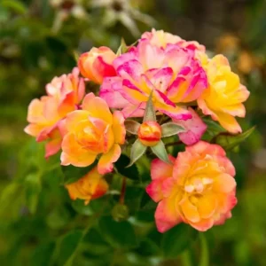 Rio Samba Rose Plant Live - Bi-Color Rose Bush, 4-6 Inch Tall, Fragrant Flowers - Image 2
