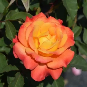 Rio Samba Rose Plant Live - Bi-Color Rose Bush, 4-6 Inch Tall, Fragrant Flowers - Image 3