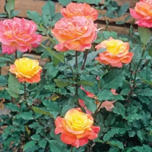 Rio Samba Rose Plant Live - Bi-Color Rose Bush, 4-6 Inch Tall, Fragrant Flowers - Image 4