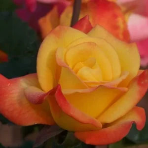 Rio Samba Rose Plant Live - Bi-Color Rose Bush, 4-6 Inch Tall, Fragrant Flowers - Image 5