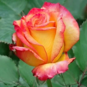 Rio Samba Rose Plant Live - Bi-Color Rose Bush, 4-6 Inch Tall, Fragrant Flowers - Image 6
