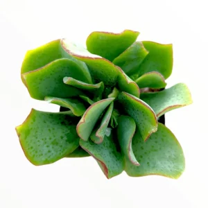 Ripple Jade Succulent Live Plant - Crassula Undulatifolia 2 Inch Pot - Indoor Outdoor - Image 2