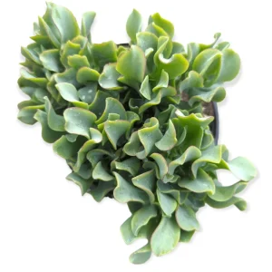 Ripple Jade Succulent Live Plant - Crassula Undulatifolia 2 Inch Pot - Indoor Outdoor - Image 3