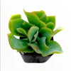 Ripple Jade Succulent Live Plant - Crassula Undulatifolia 2 Inch Pot - Indoor Outdoor - Image 1
