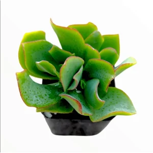 Ripple Jade Succulent Live Plant - Crassula Undulatifolia 2 Inch Pot - Indoor Outdoor - Image 1