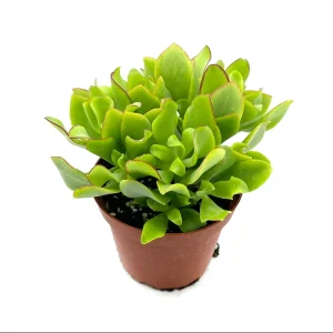 Ripple Jade Succulent Live Plant - Crassula Undulatifolia 2 Inch Pot - Indoor Outdoor - Image 4