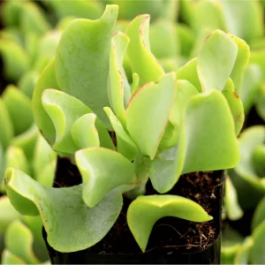 Ripple Jade Succulent Live Plant - Crassula Undulatifolia 2 Inch Pot - Indoor Outdoor - Image 5