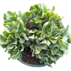 Ripple Jade Succulent Live Plant - Crassula Undulatifolia 2 Inch Pot - Indoor Outdoor - Image 6