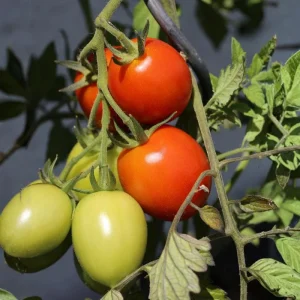 Roma Tomato Live Plant – 4 Inch Pot – Vegetable Starter – High Yield - Image 2